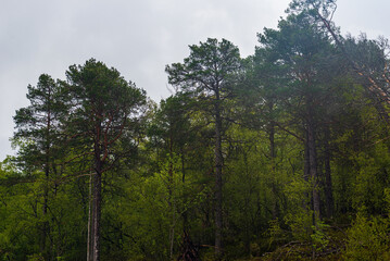 Fototapeta premium northern norway:nature sceneries on the road from Trondheim to Saebo