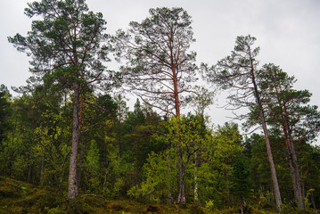 northern norway:nature sceneries on the road from Trondheim to Saebo