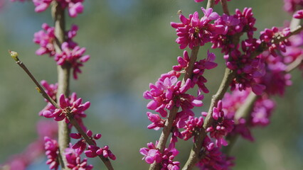 Judas Tree In Blossom. Vivid Colors And Soft Blurry Background. Close up.