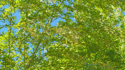 Bamboo Tree Vibrant Green Leaves And A Bright Blue Sky In Background.