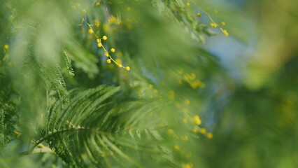 Mimosa Branches In Bloom. Branches Of Mimosa Flower Symbol Of Early Springtime In February. Still.