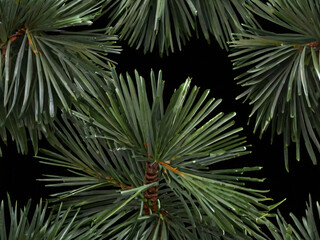 Fototapeta premium palm tree leaves