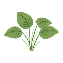 Green foliage leaves, decorative plant leaf vector illustration, isolated on white