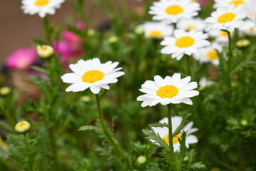 Oxeye daisy (Leucanthemum vulgare) blooming in spring, White flowers in the garden closeup, Wild daisy flowers growing on meadow, white chamomiles on green grass background. Oxeye daisy