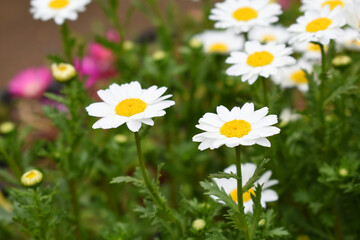 Obraz premium Oxeye daisy (Leucanthemum vulgare) blooming in spring, White flowers in the garden closeup, Wild daisy flowers growing on meadow, white chamomiles on green grass background. Oxeye daisy