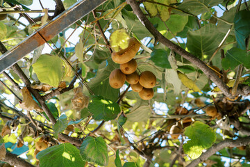 Bunches of kiwi grow on a green tree on a metal frame with garters