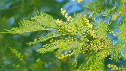 Yellow Mimosa In Sunlight. Yellow Gold Flowering Mimosa Tree. Acacia Dealbata In Bloom. Close up.