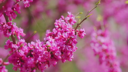 Judas Tree In Blossom. The Deep Pink Flowers. It Is Native To Southern Europe And Western Asia....