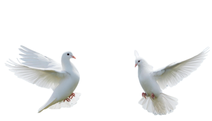 two white pigeons