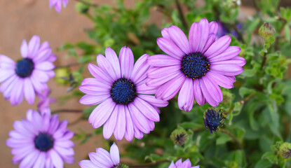 Fototapeta premium Purple cape marguerite flowers, Lavender Cape Marguerite daisy frontal view; closeup, Purple Cape marguerite daisies flowers top view