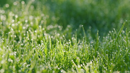 Nature Background. Grass With Dew In Backyard During A September Morning. Vibrant Green Grass After...