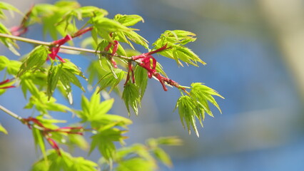 Young Red Leaves Of Japanese Maple Or Acer Palmatum In Spring. Commonly Known As Palmate Maple....