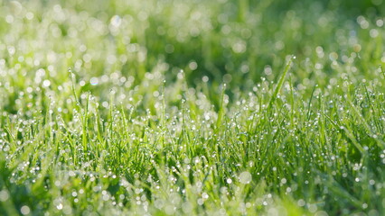 Dew Drops On Green Grass In Nature. Spring Beauty And Purity Of Environment. Pan.