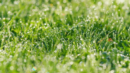 Green Lawn In Shining Dew In Sunrise Sunlight. Lush Uncut Green Grass With Drops Of Dew In Soft...