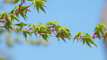 Spring Is Coming. Acer Palmatum Sprouting Red Foliage. Acer Palmatum Budding In The Spring. Close...