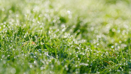 Grass Blades With Dew Drops In Field. Fresh Green Grass With Dew Drops. Pan.