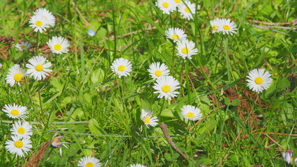 Large Field Of Daisies. Meadow Wildflowers Daisy. Chamomile Flowers Field. Close up.