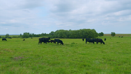 Cows animal grazing in pasture. Aberdeen angus cows. Graze in green meadow pasture field. - obrazy, fototapety, plakaty