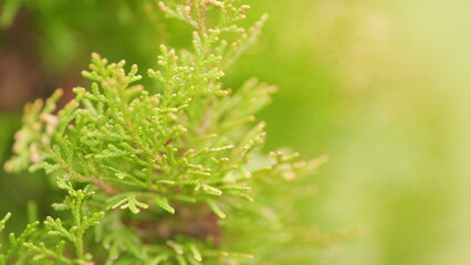 Evergreen Tree Branch. Platycladus Orientalis. Natural Green Background. - obrazy, fototapety, plakaty