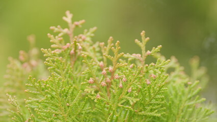 Thuja Trees Are Swaying In The Wind. Green Leaves And Needles Of Coniferous Plant.