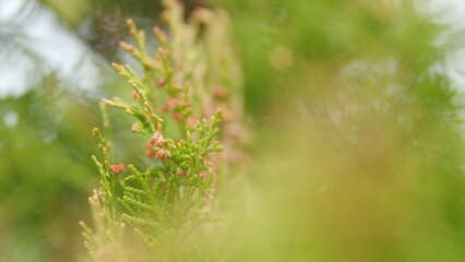 Thuja Growing In Its Natural Habitat. Branches Of The Green Thuja Tree.