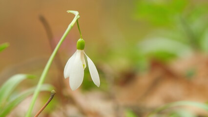 Cluster Of Flowering Common Snowdrop Or Galanthus Nivalis. Best-Known And Most Widespread Of 20 Species In Its Genus.