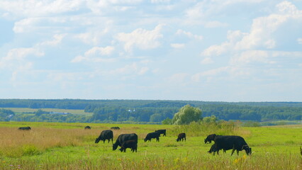 Cows On Pasture In Nature. Panoramic View Of Black Cow On Green Grass. Blue Sky And Cows. - Powered by Adobe