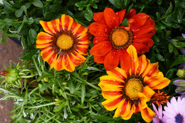 Beautiful bright red Yellow gazania flowers Closeup, Close up of red Yellow Gazania Flowers,Gazania Linearis Flower in garden