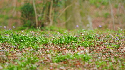 Galanthus Nivalis Growing On Ground. Concept Of Spring And Awakening Of Nature. White Flowers.