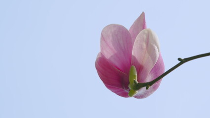 Beautiful Pink Magnolia Flowers On Branches With New Leaves. Saturated Goblet-Shaped Flowers. Close...