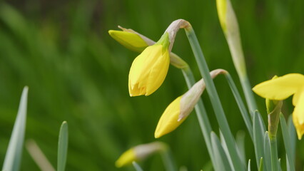 Park In Spring Time. Daffodils Or Narcissus Pseudonarcissus Are Blooming. Trumpet Narcissus. Early...