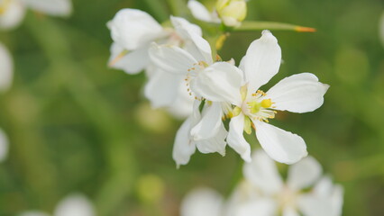 Trifoliate Orange Blossom. Beautiful Flower Poncirus Trifoliata. Close up.