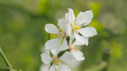 Fototapeta premium Citrus Tree. Japanese Bitter Orange. Chinese Bitter Orange. Close up.