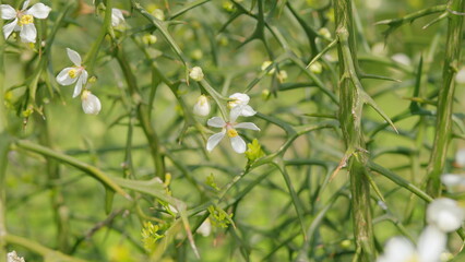 White Flower Of Citrus Trifoliata. Poncirus Trifoliata. Close up.