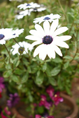 White Cape marguerite Daisy flower closeup, a floral display of white Cape Marguerite Daisy flowers...