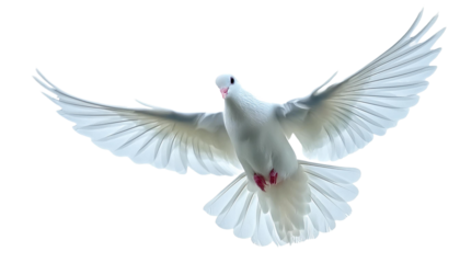 white dove isolated on white