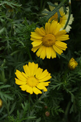 Closeup of beautiful yellow crown daisy flower closeup, Crown daisy (Glebionis coronaria) in the field close up, yellow flower