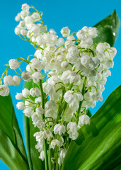 Blooming Lily of the valley flowers on a blue background
