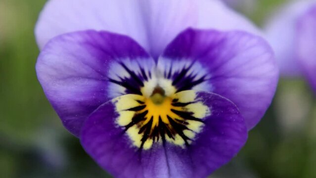 A close-up video of a beautiful pansy flower in full bloom. The flower has velvety purple petals with a bright yellow center.
