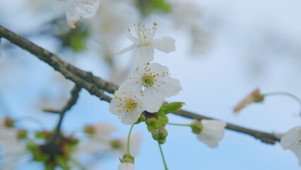 Obraz premium Flowering Cherry Tree Or Prunus Avium In Spring. White Flower Of Cherry On A Branch. Close up.