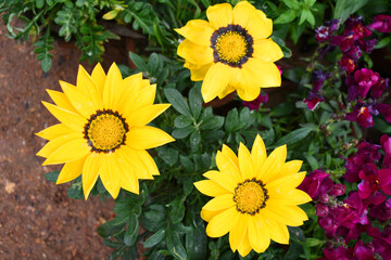 Beautiful bright Yellow gazania flower Closeup, Close up Yellow Gazania Flower, Yellow Gazania...