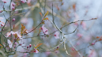 Flowers On A Branch At Sunny Day. Blooming Garden Pink Flowers. Blossoming s Of An Apple-Tree In...