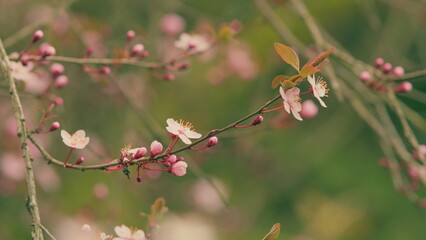 Bright Pink White Cherry Blossoms Blooming In March. Branch With Pink And White Flowers And Red...