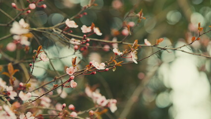 Branch Of Blossoming Plum With Pink Flowers. Plum Blossoms With White Petals On Spring On A Sunny...