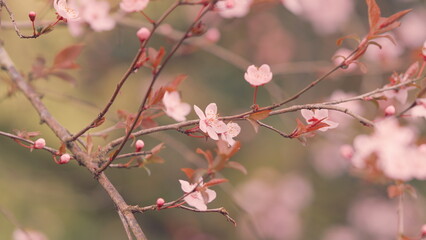 Pink Flower Blossoms On Beautiful Background. Pink Cherry Blossom Tree Branches.