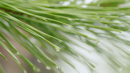 Young Branch Of Green Pine Tree With Many Raindrops. Raindrops On A Pine Branch. Close up.