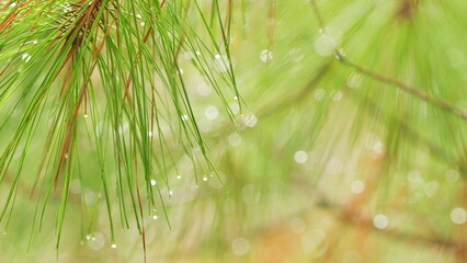 Drops On Needles. Fresh Green Pine Needles With Small Raindrops. Evergreen Pine Branch. Selective...