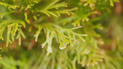 Thuja Trees Are Swaying In The Wind. Green Leaves And Needles Of Coniferous Plant. Macro view.