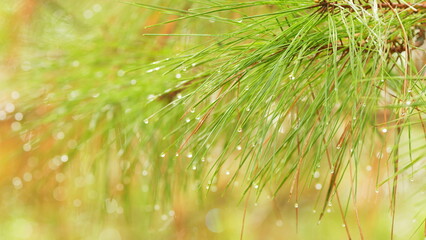 Pine Tree Needles In Sunlight With Rain Drops On Needles. Coniferous Twig With Drop Of Water. Close...