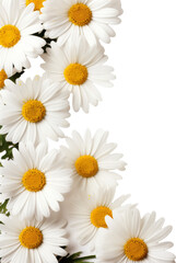 white daisy flower isolated on white or transparent background,transparency 